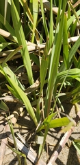 Sporobolus alterniflorus