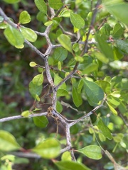 Pseudoziziphus celata