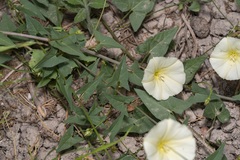 Convolvulus scammonia