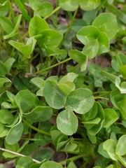 Trifolium repens