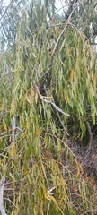Salix babylonica babylonica