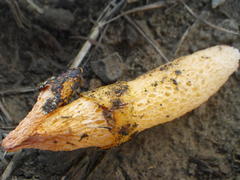 Phallus aurantiacus