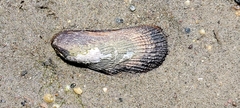 Geukensia demissa