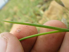 Gladiolus permeabilis edulis