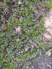 Lysimachia nummularia