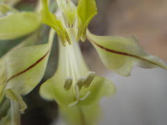 Gladiolus permeabilis edulis