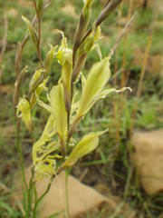 Gladiolus permeabilis edulis