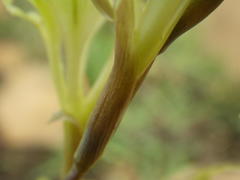 Gladiolus permeabilis edulis