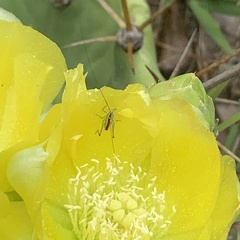 Odontoxiphidium apterum