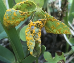 Puccinia oxalidis