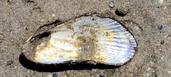 Geukensia demissa