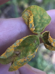 Puccinia oxalidis