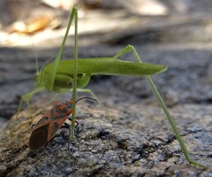 Graptostethus swynnertoni
