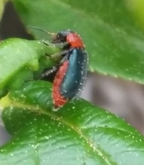 Collops tricolor