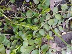 Lysimachia nummularia