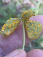 Puccinia oxalidis