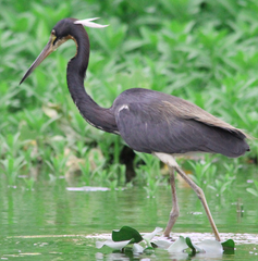 Egretta tricolor