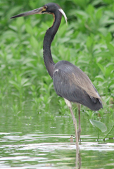 Egretta tricolor