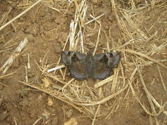 Eretis umbra umbra