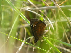 Eretis umbra umbra