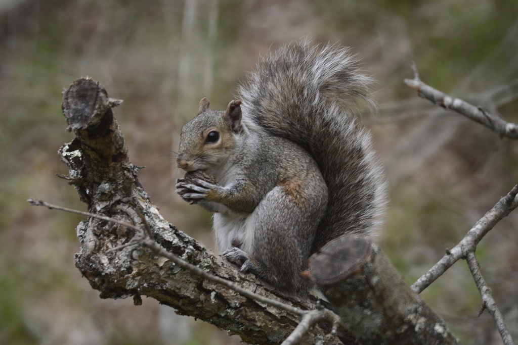 Eastern Gray Squirrel from Louisville, KY, USA on April 29, 2022 at 11: ...