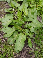 Rumex obtusifolius