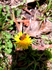 Apis mellifera