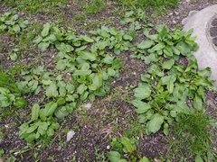 Rumex obtusifolius