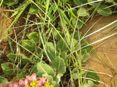 Asclepias albens
