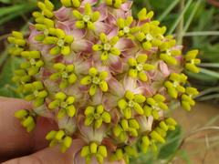 Asclepias albens