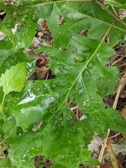 Melikaiella ostensackeni