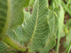 Asclepias albens
