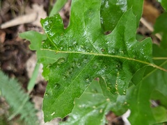 Melikaiella ostensackeni