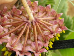 Asclepias albens