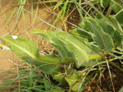 Asclepias albens