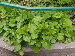 Alliaria petiolata