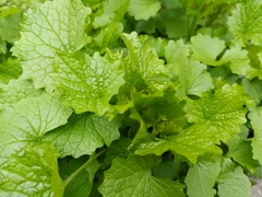 Alliaria petiolata