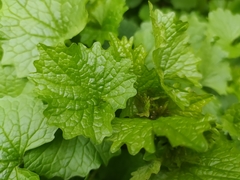 Alliaria petiolata