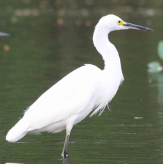 Egretta thula