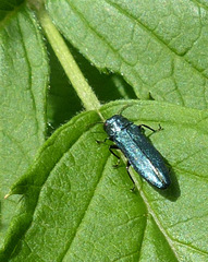 Agrilus cyanescens
