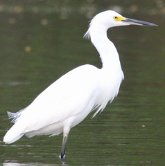 Egretta thula