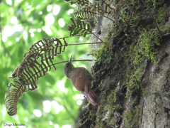 Lepidocolaptes affinis