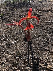 Sprekelia