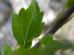 Premna mooiensis
