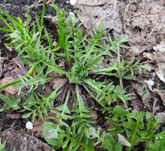 Capsella bursa-pastoris