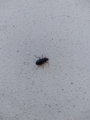 Coleoptera