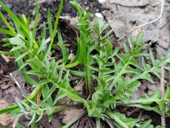 Capsella bursa-pastoris