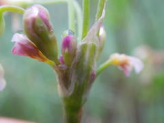 Tulbaghia