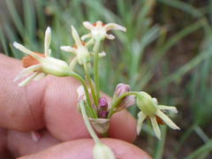 Tulbaghia
