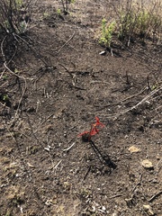 Sprekelia
